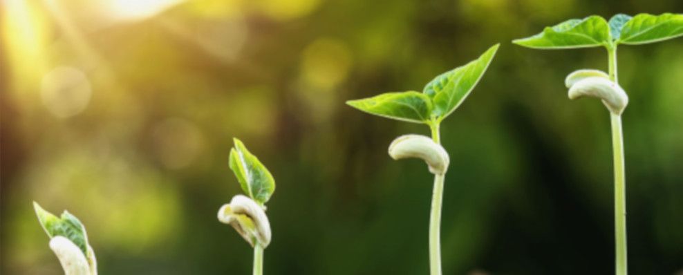 Agricoltura, cibo, salute