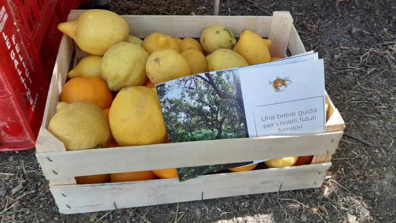 Le “Galline Felici” in Sicilia continuano a creare relazioni