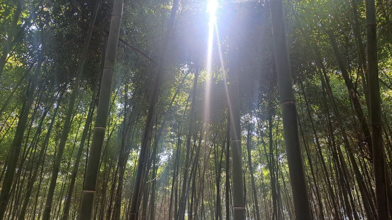 La strategia del bambù