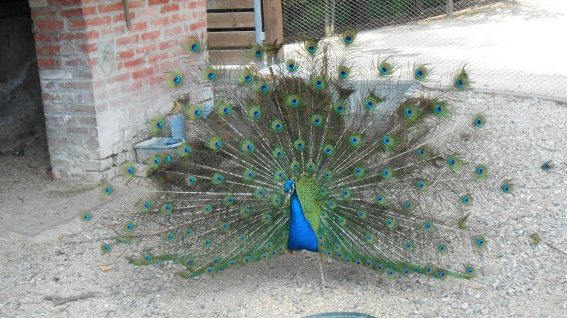 Tra i conigli e i pavoni di Collecchio