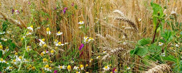 Il pane sulle nostre tavole