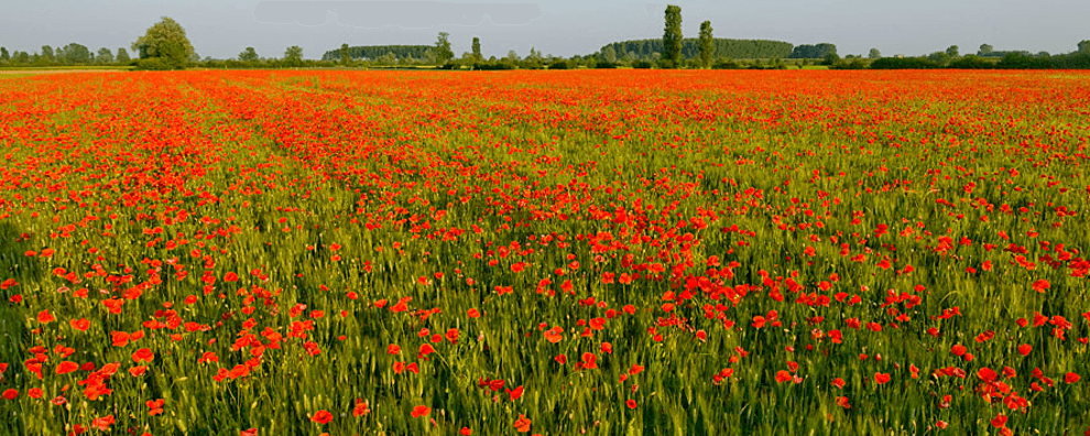 Festa in cascina 2017