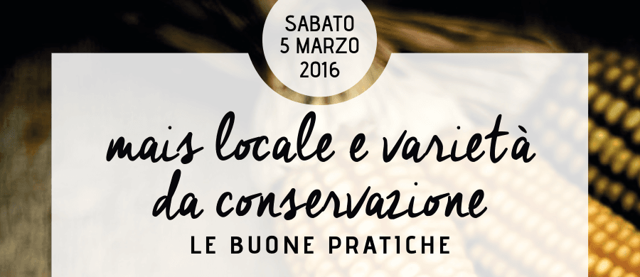 Mais locale e varietà da conservazione a Monza