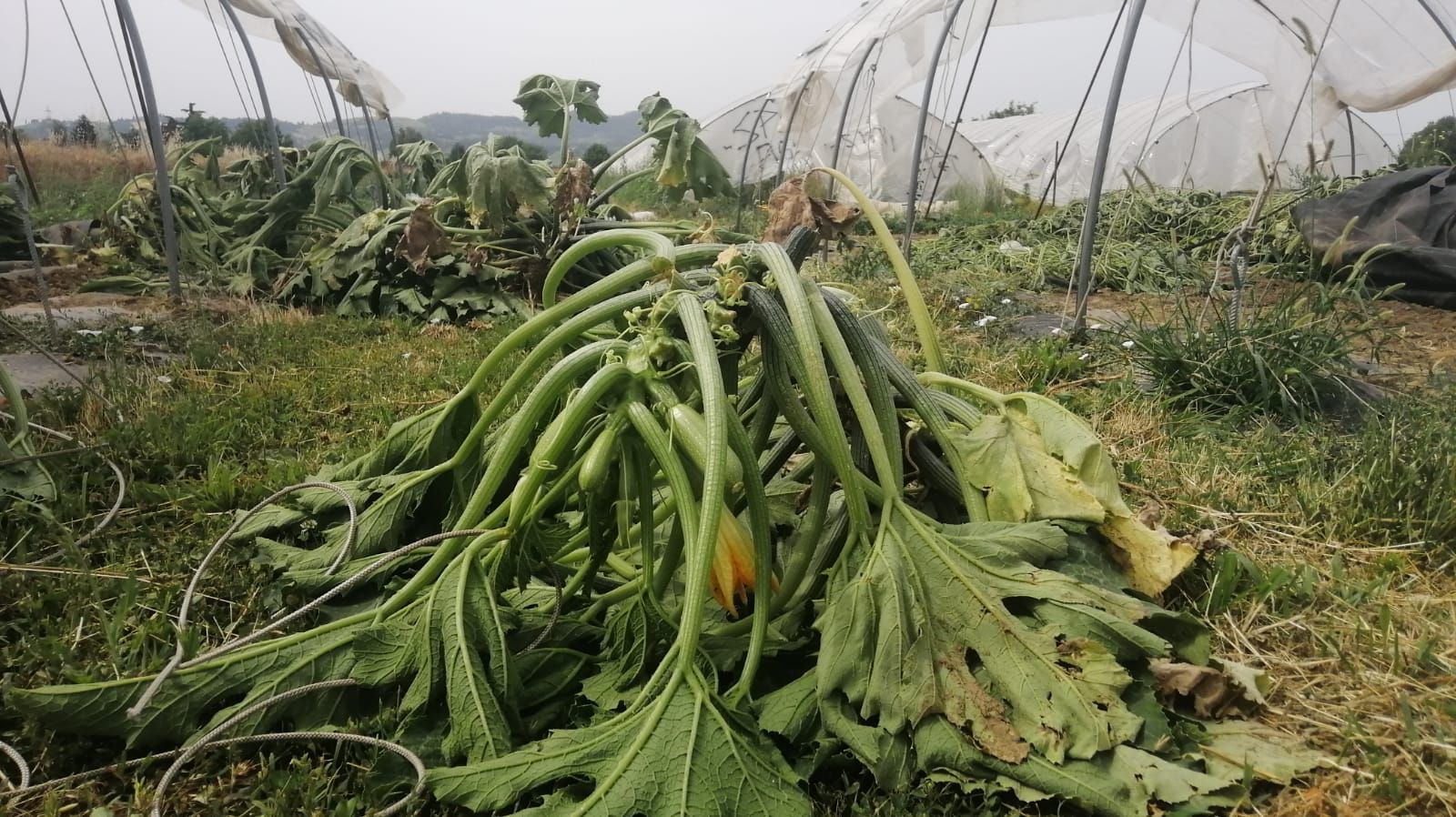 Gravi danni alle colture di Arvaia. Solidarietà e sostegno.