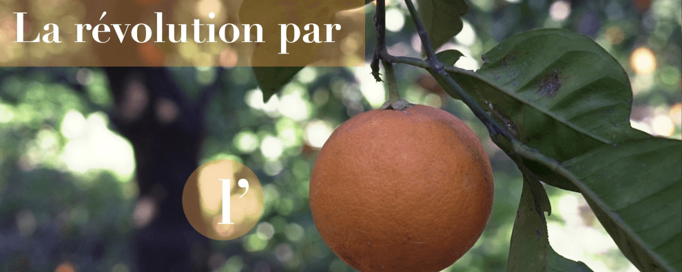 Crowdfunding per la "rivoluzione arancio"