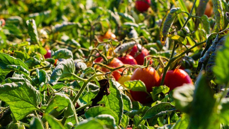 Un patto di economia solidale per una nuova filiera etica