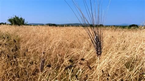 DES AltroTirreno: Progetto “Filiera del Pane”