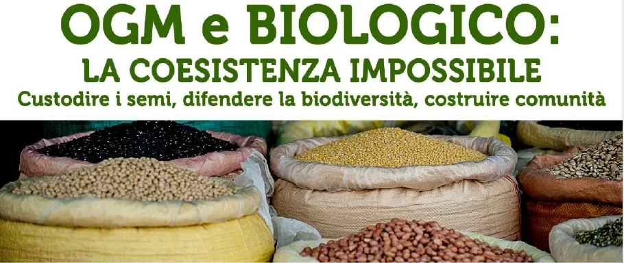 OGM e Biologico: la coesistenza impossibile