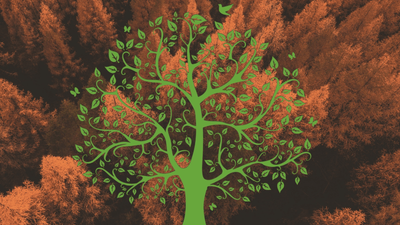 Il Sicomoro torna in centro