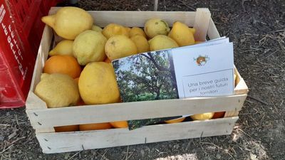 Le “Galline Felici” in Sicilia continuano a creare relazioni
