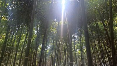 La strategia del bambù