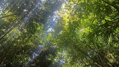 La forza delle connessioni