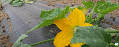 La buona semina: si moltiplicano le comunità agricole solidali