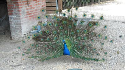 Tra i conigli e i pavoni di Collecchio