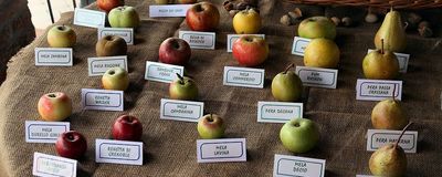 Gas: una risorsa nella strategia di promozione della salute