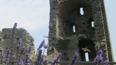 L'ape e il calambrone