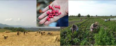 Prevenire lo spreco alimentare con le reti alternative