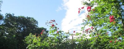 INES 2017 dai distretti alle comunità