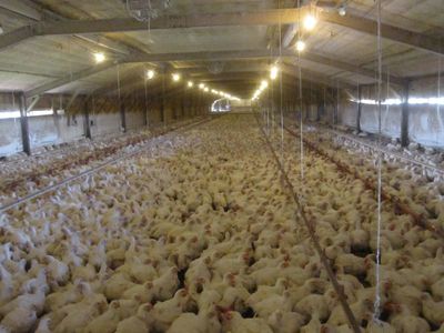 Allevamenti intensivi e produzione industriale di carne: che fare?